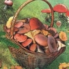 Fungi