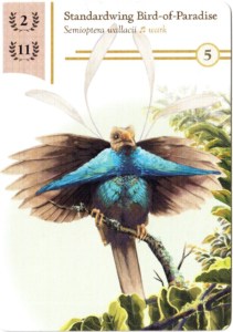 Standardwing Bird-of-Paradise -kortti