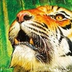 Hutan: Life in the Rainforest