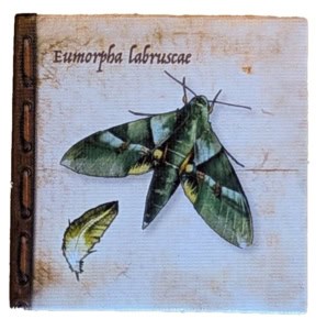Eumorpha labruscae -kiitäjäperhosta kuvaava laatta.