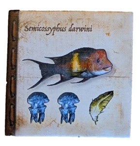 Bodianus darwini -kalaa kuvaava laatta