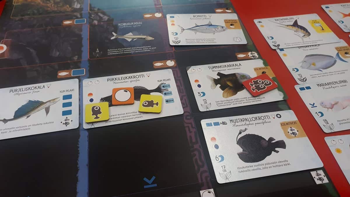 Lähikuvassa Finspanin pelaajan pelilauta, jossa on kalakortteja: boniitti, purjeliskokala, piikkileukakrotti, tummakiikarikala ja mustapallokrotti. Laudan vieressä on muita kaloja: raitamarliini, sinisarvikala, mariaanienlipari. Piikkileukakrotilla on kaksi poikasta ja yksi mätimuna, tummakiikarikalalla on poikasparvi.