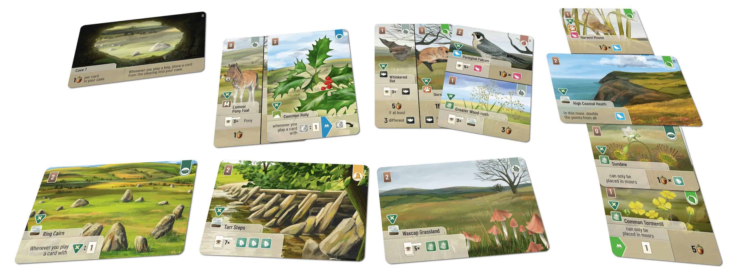 Forest Shuffle: Dartmoor – Exmoorin uusia kortteja esillä. Yksitoista uutta korttia, joista osasta näkyy vain toinen puoli.