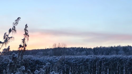 Suurin osa kuvasta on vaaleansinistä taivasta, jossa on vähän punertavaa auringonnousua. Alareunassa on huurteinen pensasaita, jonka takaa näkyy lumisia puita.