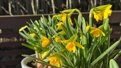 Lähikuva keltaisista tête à tête -narsisseista.